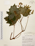 中文名:裂葉秋海棠(S017512)學名:Begonia palmata D. Don(S017512)