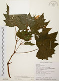 中文名:裂葉秋海棠(S017530)學名:Begonia palmata D. Don(S017530)