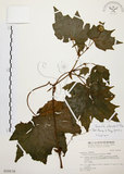 中文名:裂葉秋海棠(S018178)學名:Begonia palmata D. Don(S018178)