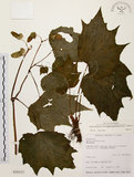 中文名:裂葉秋海棠(S026113)學名:Begonia palmata D. Don(S026113)