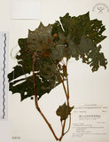 中文名:裂葉秋海棠(S028518)學名:Begonia palmata D. Don(S028518)