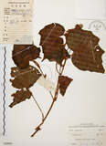 中文名:裂葉秋海棠(S028880)學名:Begonia palmata D. Don(S028880)