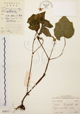 中文名:裂葉秋海棠(S030217)學名:Begonia palmata D. Don(S030217)