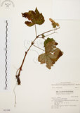中文名:裂葉秋海棠(S031308)學名:Begonia palmata D. Don(S031308)