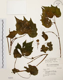 中文名:裂葉秋海棠(S032070)學名:Begonia palmata D. Don(S032070)