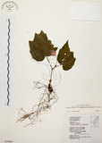 中文名:裂葉秋海棠(S034481)學名:Begonia palmata D. Don(S034481)