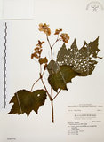 中文名:裂葉秋海棠(S036970)學名:Begonia palmata D. Don(S036970)