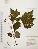 中文名:裂葉秋海棠(S037020)學名:Begonia palmata D. Don(S037020)