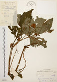 中文名:裂葉秋海棠(S040583)學名:Begonia palmata D. Don(S040583)