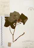 中文名:裂葉秋海棠(S041332)學名:Begonia palmata D. Don(S041332)