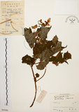中文名:裂葉秋海棠(S045080)學名:Begonia palmata D. Don(S045080)
