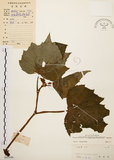中文名:裂葉秋海棠(S045549)學名:Begonia palmata D. Don(S045549)