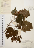 中文名:裂葉秋海棠(S046005)學名:Begonia palmata D. Don(S046005)