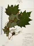 中文名:裂葉秋海棠(S050271)學名:Begonia palmata D. Don(S050271)