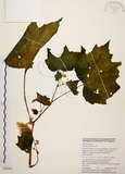 中文名:裂葉秋海棠(S050591)學名:Begonia palmata D. Don(S050591)