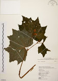 中文名:裂葉秋海棠(S054914)學名:Begonia palmata D. Don(S054914)