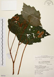 中文名:裂葉秋海棠(S069336)學名:Begonia palmata D. Don(S069336)