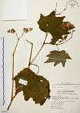 中文名:裂葉秋海棠(S069344)學名:Begonia palmata D. Don(S069344)