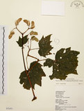 中文名:裂葉秋海棠(S072451)學名:Begonia palmata D. Don(S072451)