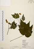 中文名:裂葉秋海棠(S072453)學名:Begonia palmata D. Don(S072453)
