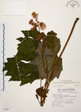 中文名:裂葉秋海棠(S072861)學名:Begonia palmata D. Don(S072861)