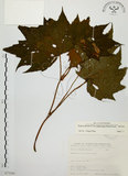 中文名:裂葉秋海棠(S073341)學名:Begonia palmata D. Don(S073341)