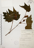 中文名:裂葉秋海棠(S073353)學名:Begonia palmata D. Don(S073353)