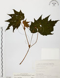 中文名:裂葉秋海棠(S073405)學名:Begonia palmata D. Don(S073405)