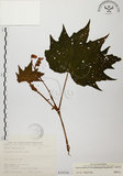 中文名:裂葉秋海棠(S075374)學名:Begonia palmata D. Don(S075374)