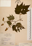 中文名:裂葉秋海棠(S075376)學名:Begonia palmata D. Don(S075376)