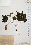 中文名:裂葉秋海棠(S075377)學名:Begonia palmata D. Don(S075377)