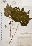 中文名:裂葉秋海棠(S075378)學名:Begonia palmata D. Don(S075378)
