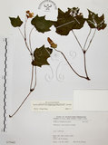 中文名:裂葉秋海棠(S075442)學名:Begonia palmata D. Don(S075442)
