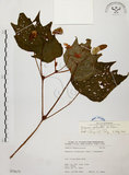 中文名:裂葉秋海棠(S075679)學名:Begonia palmata D. Don(S075679)