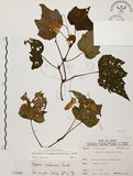 中文名:裂葉秋海棠(S076262)學名:Begonia palmata D. Don(S076262)