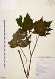 中文名:裂葉秋海棠(S076618)學名:Begonia palmata D. Don(S076618)