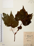 中文名:裂葉秋海棠(S084793)學名:Begonia palmata D. Don(S084793)
