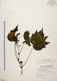 中文名:裂葉秋海棠(S088414)學名:Begonia palmata D. Don(S088414)