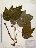 中文名:裂葉秋海棠(S090572)學名:Begonia palmata D. Don(S090572)