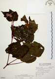 中文名:裂葉秋海棠(S095023)學名:Begonia palmata D. Don(S095023)
