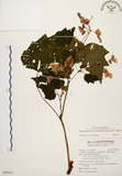 中文名:裂葉秋海棠(S095181)學名:Begonia palmata D. Don(S095181)