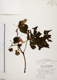 中文名:裂葉秋海棠(S095610)學名:Begonia palmata D. Don(S095610)