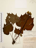 中文名:裂葉秋海棠(S099136)學名:Begonia palmata D. Don(S099136)