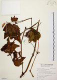 中文名:裂葉秋海棠(S100376)學名:Begonia palmata D. Don(S100376)