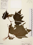 中文名:裂葉秋海棠(S101745)學名:Begonia palmata D. Don(S101745)