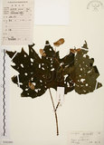 中文名:裂葉秋海棠(S102490)學名:Begonia palmata D. Don(S102490)