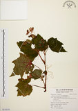 中文名:裂葉秋海棠(S119155)學名:Begonia palmata D. Don(S119155)