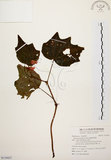 中文名:裂葉秋海棠(S119437)學名:Begonia palmata D. Don(S119437)