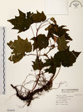 中文名:裂葉秋海棠(S119579)學名:Begonia palmata D. Don(S119579)