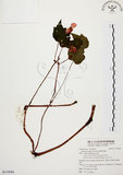 中文名:裂葉秋海棠(S119584)學名:Begonia palmata D. Don(S119584)